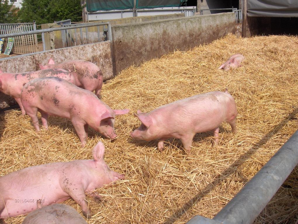 Chantenay-Villedieu La Ferme Chauvet Bed & Breakfast エクステリア 写真